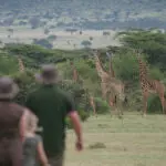 Walking the Mara plains with giraffes.