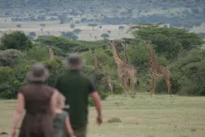 Walking the Mara plains with giraffes.