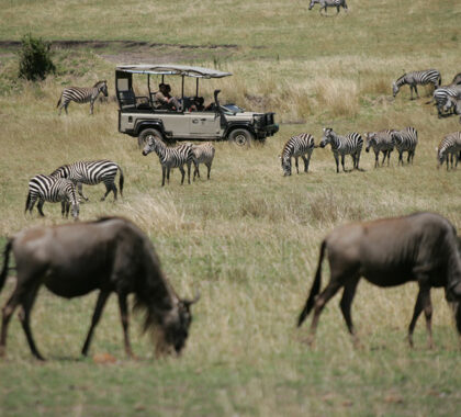 Saruni-Wild--Game-driving-through-the-Great-Migration-in-the-Mara-4