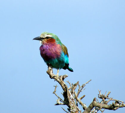 Saruni-Wild--Lilac-Breasted-Roller-by-Ali-Harvey