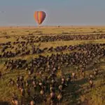 Hot air balloon migration sighting.