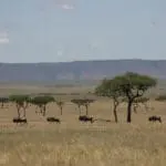 Explore the vast Mara plains.