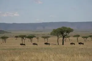 Explore the vast Mara plains.