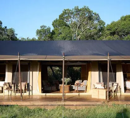 saruni-salvaje_7-carpa-familia