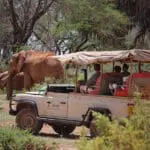 Saruni guides will move you into prime position for wildlife photography, no matter your subject size!