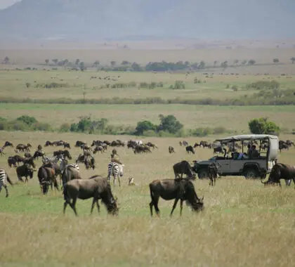 Saruni_Mara_Game-driving-through-the-Migration