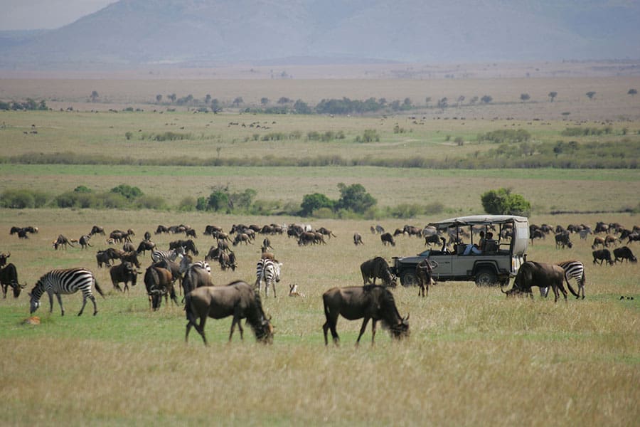 Saruni_Mara_Game-driving-through-the-Migration