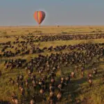 Globo aerostático sobre la migración de los ñus.