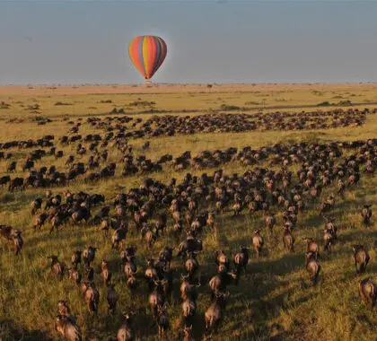Globo aerostático sobre la migración de los ñus.