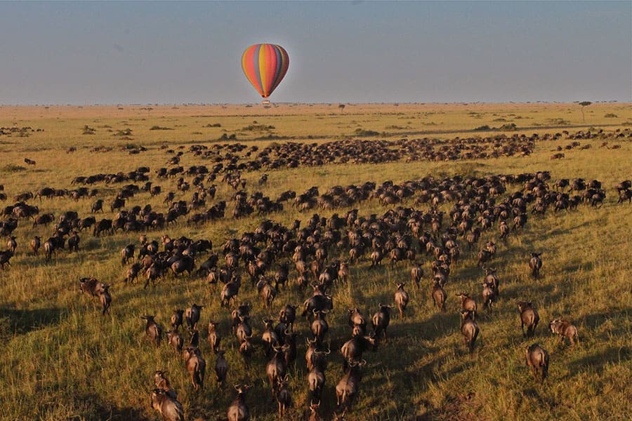 Globo aerostático sobre la migración de los ñus.