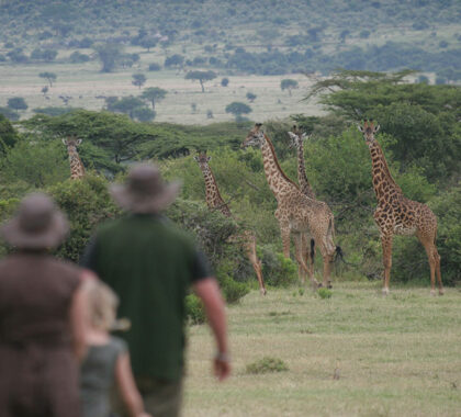 Saruni_Mara_Walking-the-Mara-plains-with-giraffe