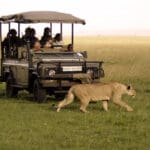 Saruni's modified 4X4s ensure everyone enjoys a view while on a game drive.