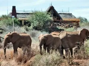 Satao Elerai Camp, elephants
