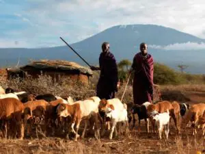 The local Maasai are often seen with their goats and cattle.