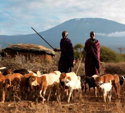 The local Maasai are often seen with their goats and cattle.
