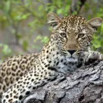 Espere grandes avistamientos de leopardos en Sabi Sands. 