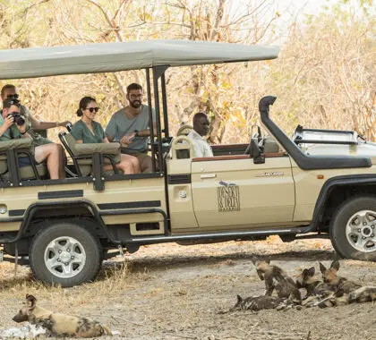 Emocionantes safaris.
