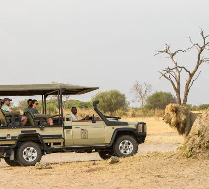 The Salute region in Chobe National Park is renowned for its lion population | Savute-Safari-Lodge
