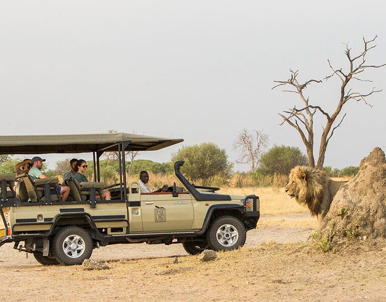 The Salute region in Chobe National Park is renowned for its lion population | Savute-Safari-Lodge