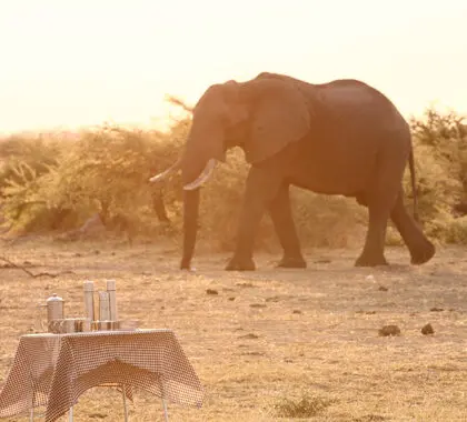 SavuteUnderCanvas-Dining-BushDinner