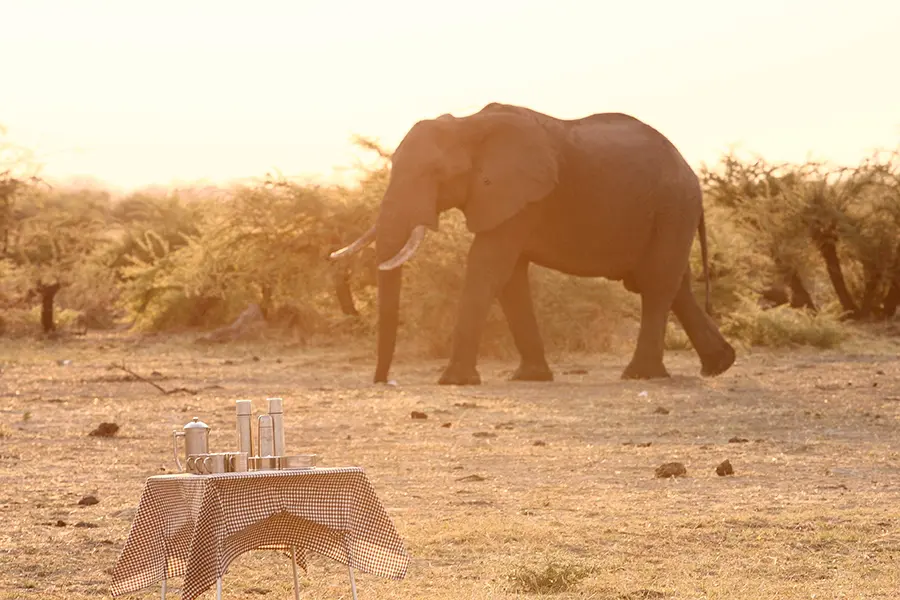 SavuteUnderCanvas-Dining-BushDinner