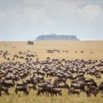 Migración anual.