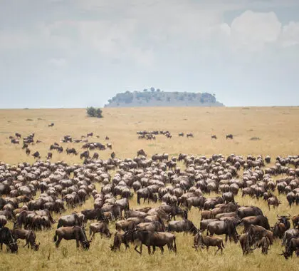 Annual migration.