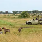 Recorridos de caza en el norte del Parque Nacional del Serengeti.