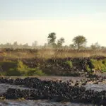 Sea testigo del paso de miles de ñus por el río Mara.