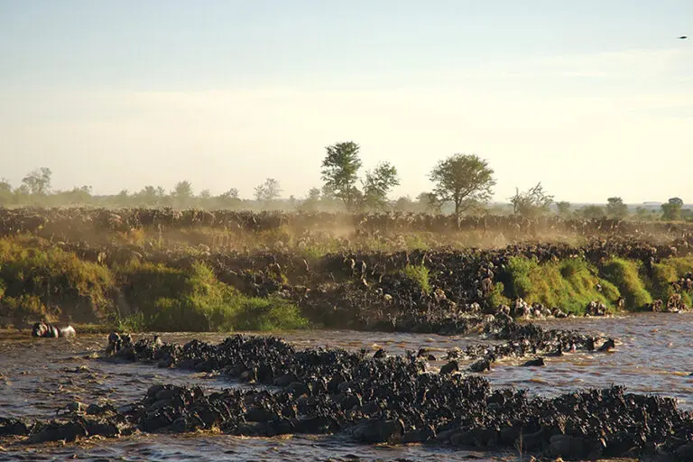 Witness thousands of wildebeest crash across the Mara River.