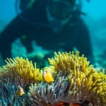 Explore los arrecifes de coral practicando submarinismo. 