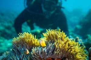 Explore los arrecifes de coral practicando submarinismo. 
