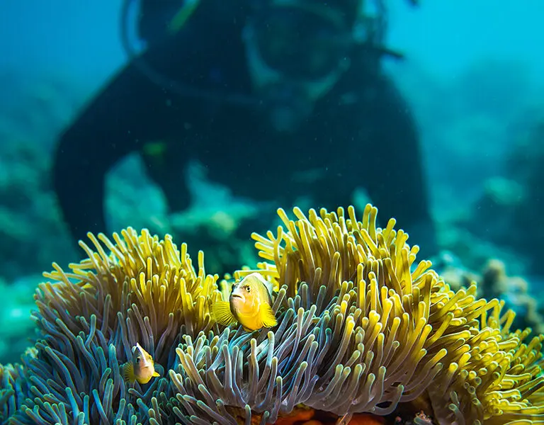 Explore coral reefs while scuba-diving. 