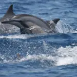 Encuentre algunas bellezas oceánicas. 