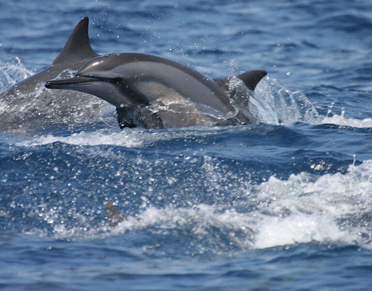 Encounter some ocean beauties. 