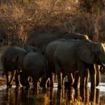 El norte de Botsuana es famoso por sus grandes manadas de elefantes, que podrá avistar durante sus safaris a pie, en coche o en canoa.