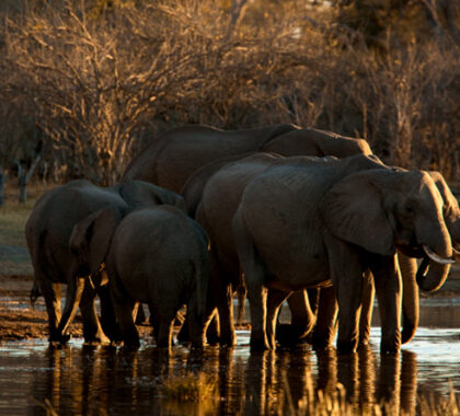 Northern Botswana is famous for its large herds of elephants, spot them on your game walks, drives, or canoeing excursions.