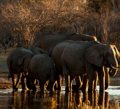 El norte de Botsuana es famoso por sus grandes manadas de elefantes, que podrá avistar durante sus safaris a pie, en coche o en canoa.