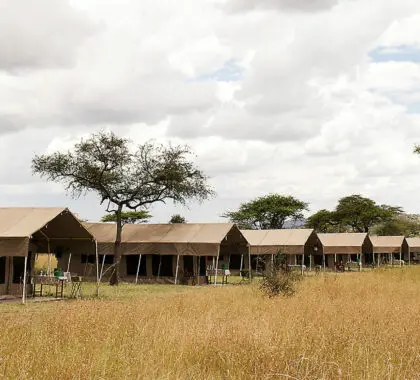 serengeti-kati-kati-camp-ii-2