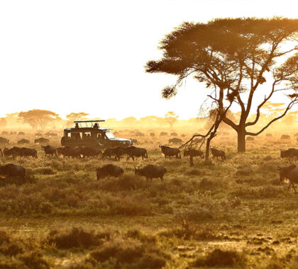 Serengeti Under Canvas game drive and wildlife