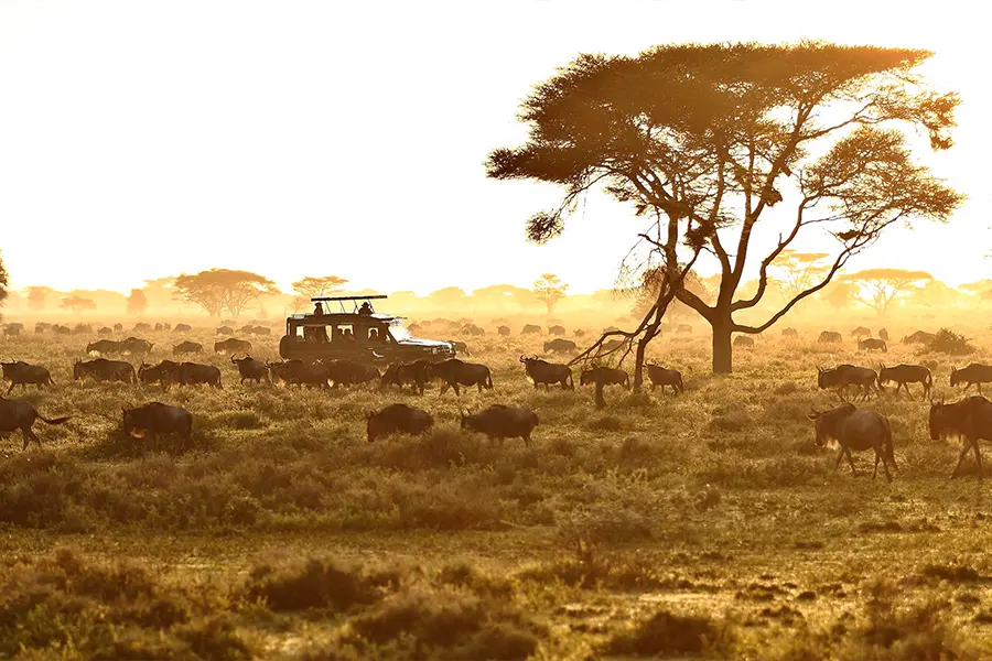 Serengeti-Under-Canvas_-game-drive1