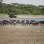 Actividades de safari en Serengeti Under Canvas.