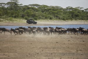 Actividades de safari en Serengeti Under Canvas.