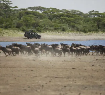 Actividades de safari en Serengeti Under Canvas.