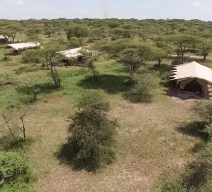 Serengeti Under Canvas