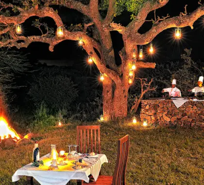 Dining under the lights 