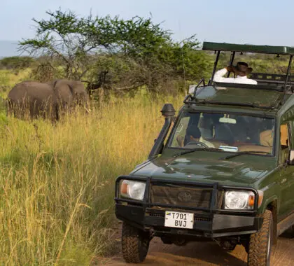 Game drive