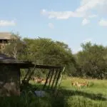 At Serengeti Pioneer Camp, you will feel totally attuned and connected with the surrounding wildlife.