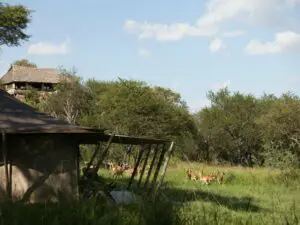 At Serengeti Pioneer Camp, you will feel totally attuned and connected with the surrounding wildlife.