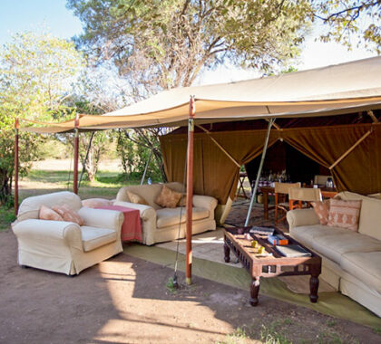 Head for the shaded sofas of the camp's lounge to relax & swop safari stories.